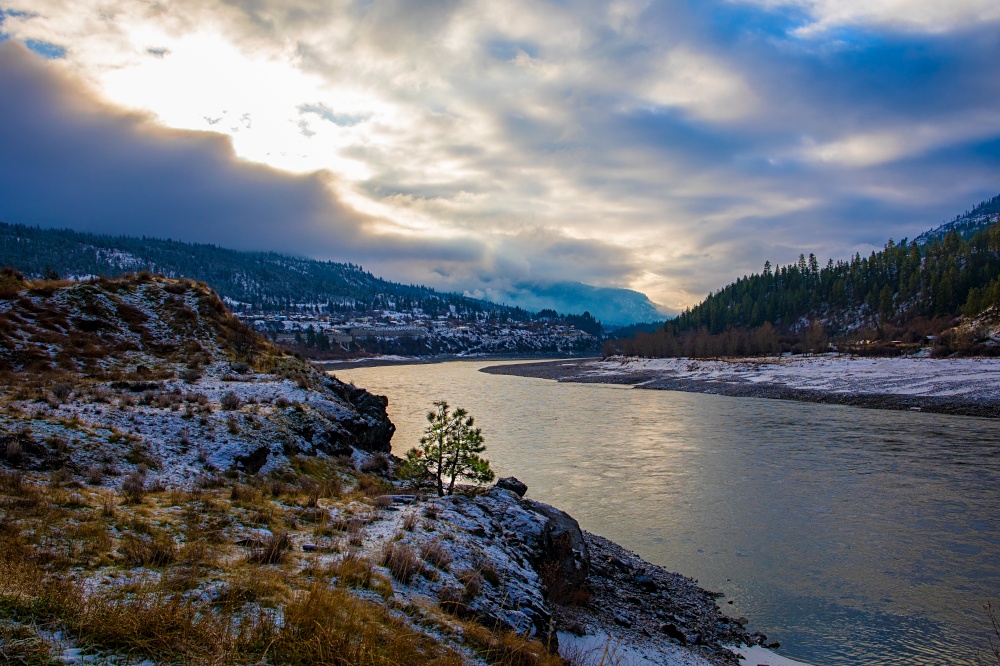 Lone green tree along Fraser River in snowy canyon