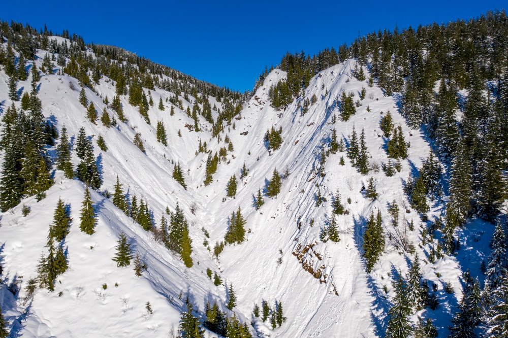 Aerial of evergreen trees on snow covered mountain