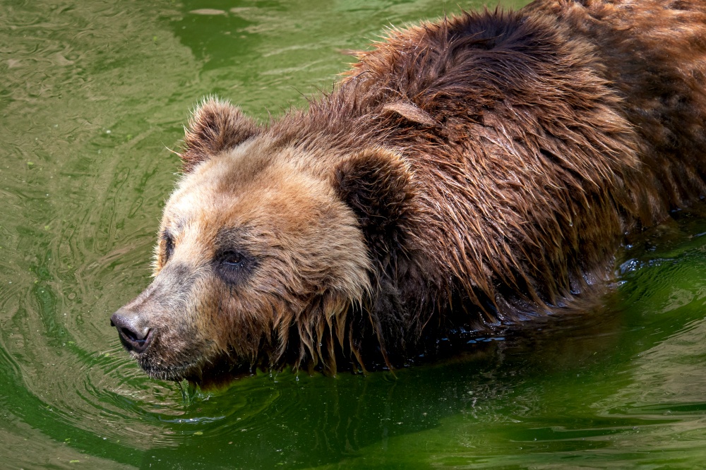 Kamchatka Brown bear (Ursus arctos beringians) in water.