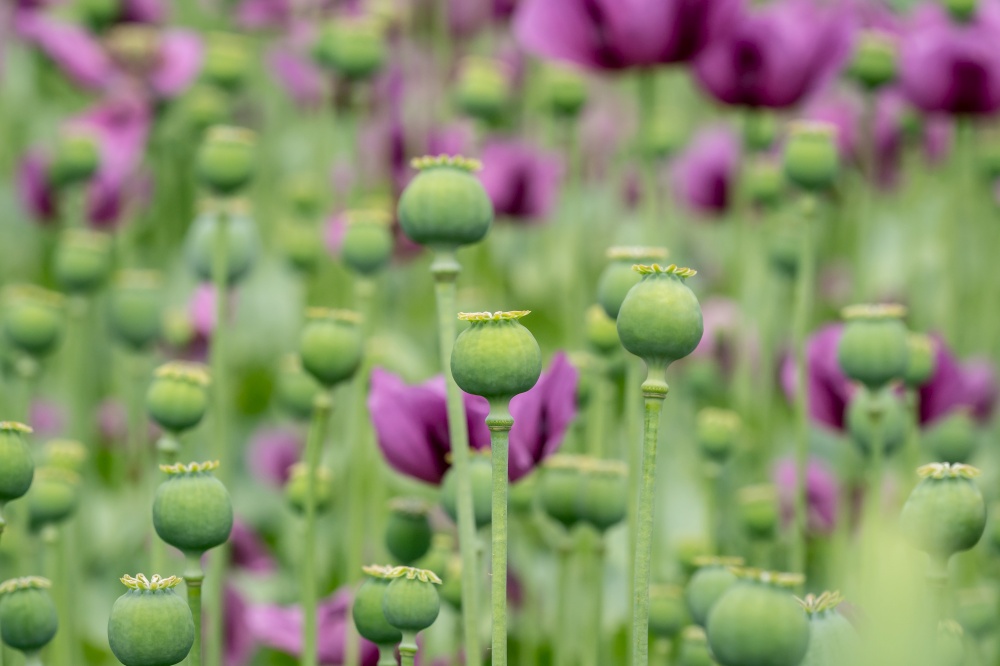 Green opium poppy capsules, purple poppy blossoms in a field. (Papaver somniferum). Poppies, agricultural crop.