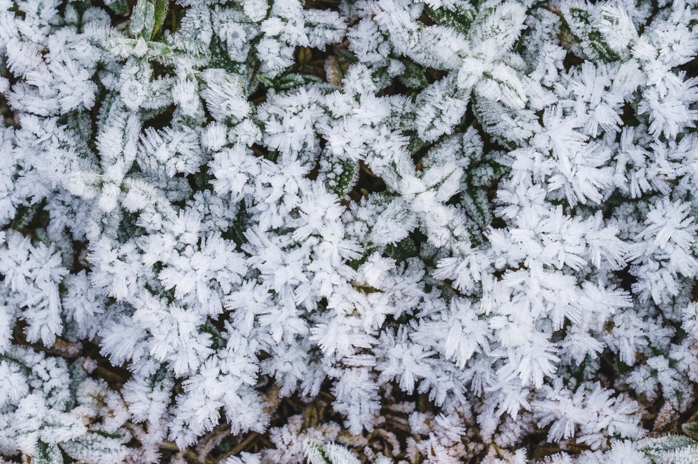 Green leaves of plants covered with frost