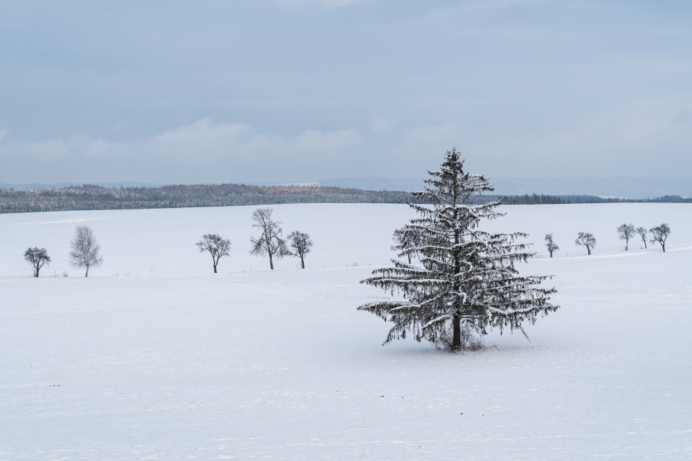 Winter landscape - frosty winter spruce tree on winter field