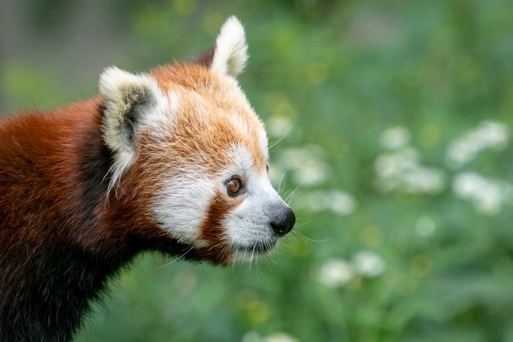 Red panda (Ailurus fulgens) on the tree. Cute panda bear in forest habitat.