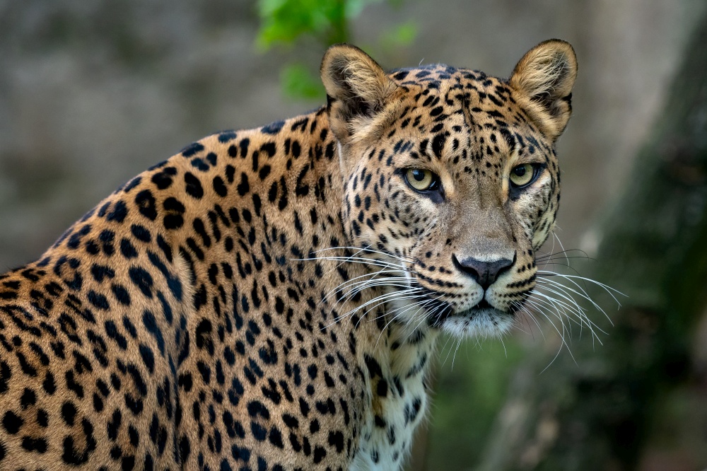Ceylon leopard, Panthera pardus kotiya, Big spotted cat