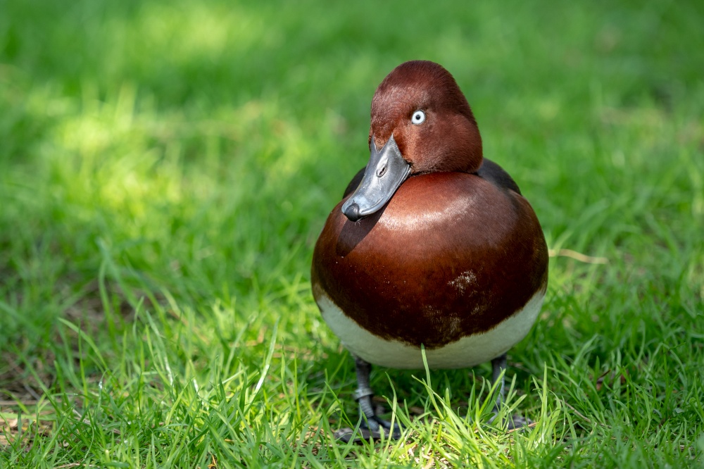 Wild male duck in the green grass