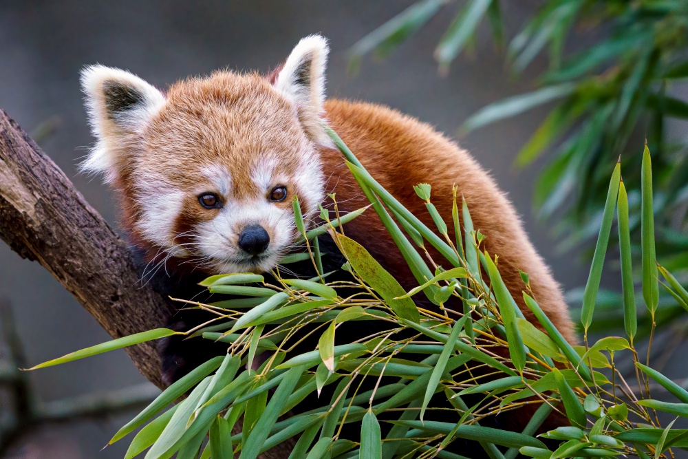 Red panda (Ailurus fulgens) on the tree. Cute red panda bear eats bamboo.
