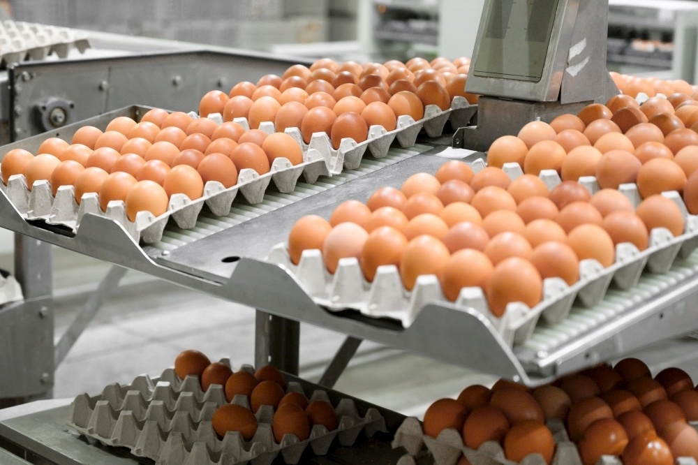 Factory Chicken egg production. Worker sort chicken eggs on conveyor. Agribusiness company. High quality photo. Factory Chicken egg production. Worker sort chicken eggs on conveyor. Agribusiness company.