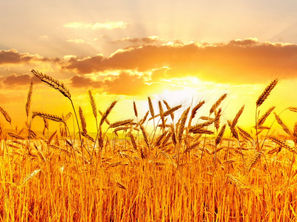 an awesome view of a wheat field at sunset