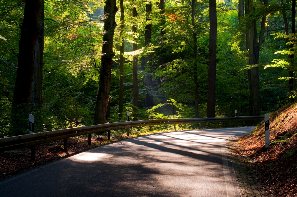 this is an awesome view of the road in the forest