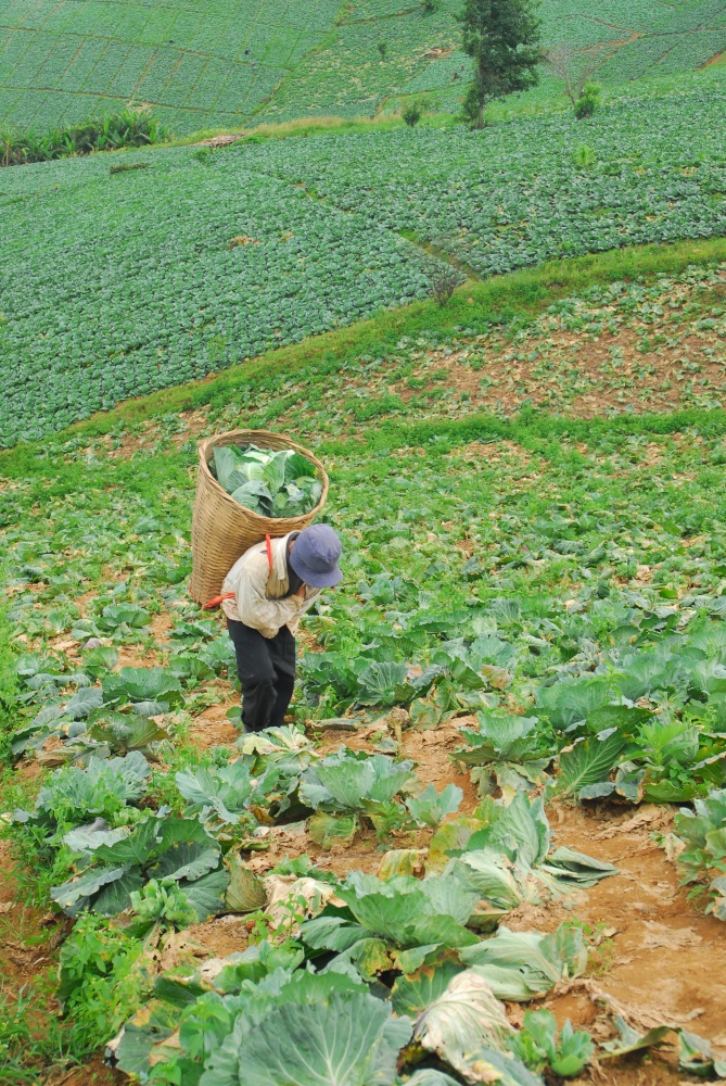 Farmer work in the cabbage field on the mountain