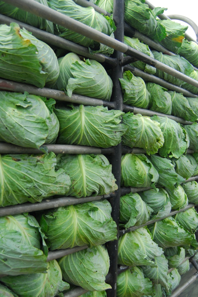 PHUTHAPBOEK PHETCHABUN : Big Cabbage farm on the mountain and sky Phu Thap Boek (Phu Tub Berk), Phetchabun, thailand