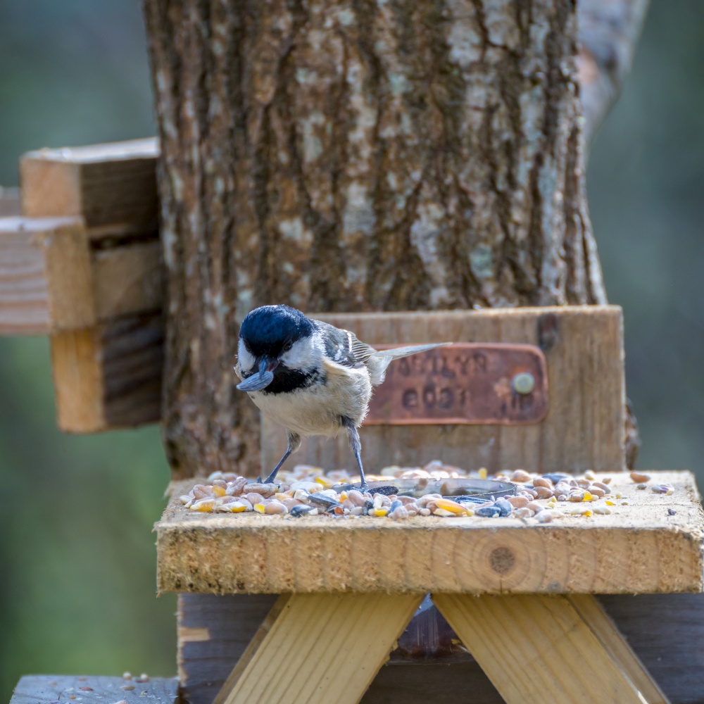 Coal Tit with a seed in its beak on a wooden shelf