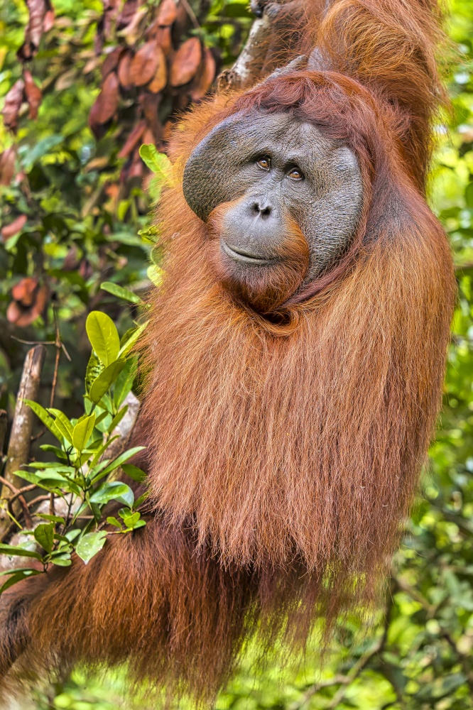 Orangutan, Pongo pygmaeus, Tanjung Puting National Park, Borneo, Indonesia
