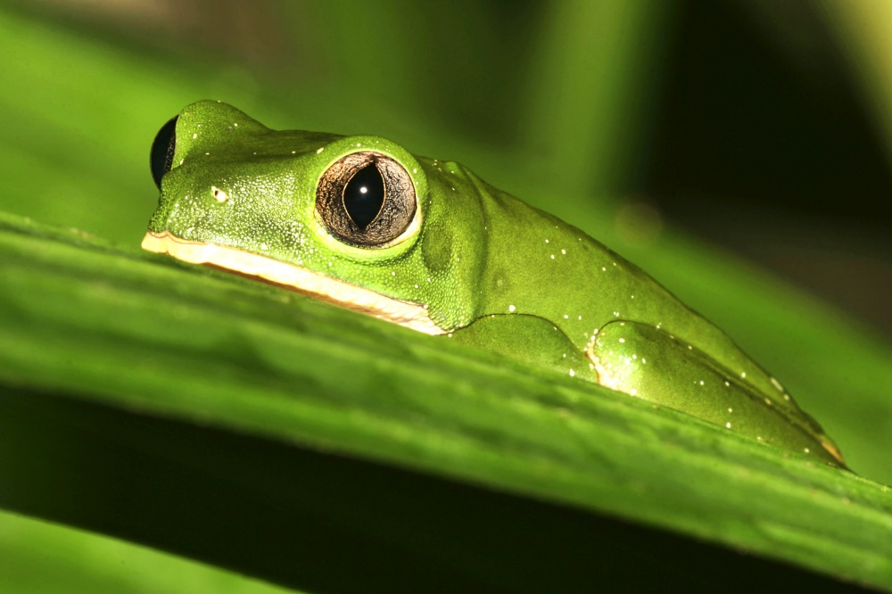 Tropical Green Frog, Tropical Rainforest, Napo River Basin, Amazonia, Ecuador, America