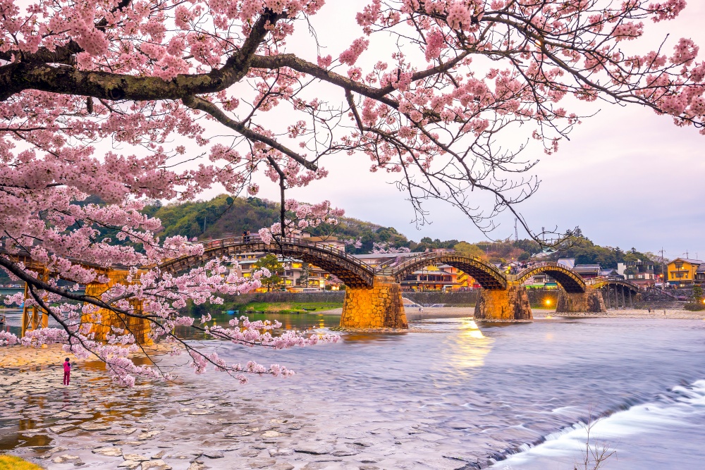 Cherry blossom Full Bloom at Kintaikyo Bridge , Japan