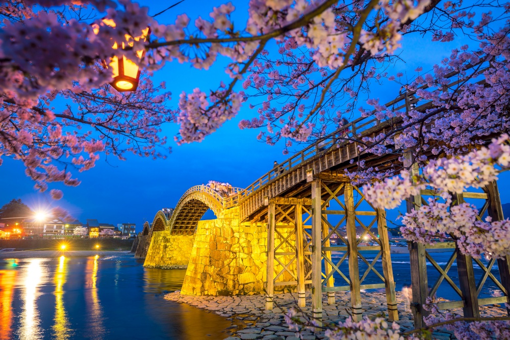 Cherry blossom Full Bloom at Kintaikyo Bridge , Japan