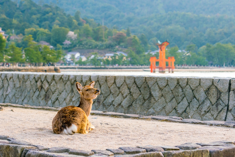 Deer and Red Torii in Miyajima Hiroshima, Japan