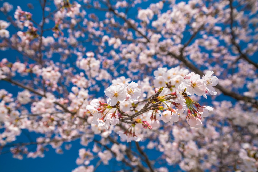 Pink sakura flower against blue sky in Japan