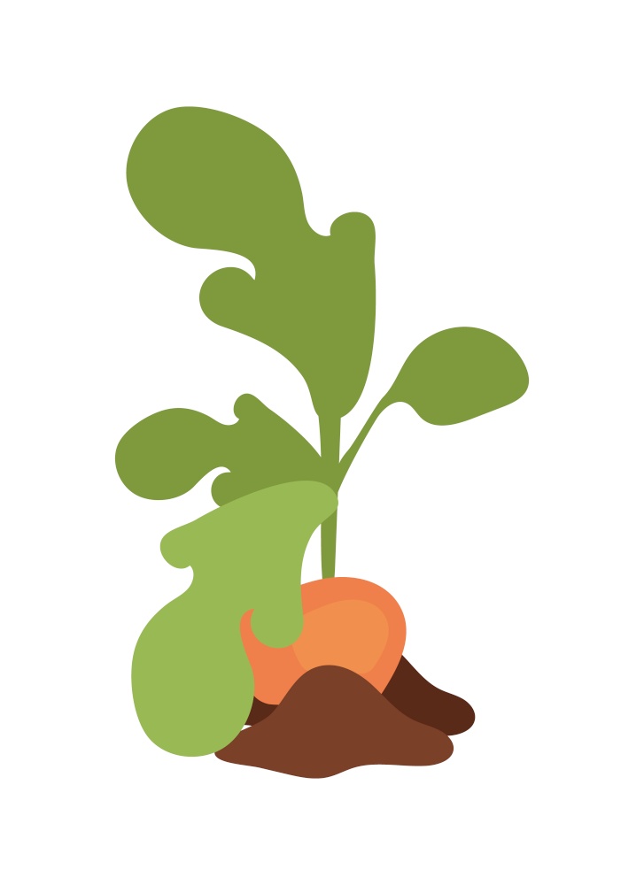 Sweet potato plant semi flat color vector object. Growing food at farm. Full sized item on white. Plant cultivation isolated modern cartoon style illustration for graphic design and animation. Sweet potato plant semi flat color vector object