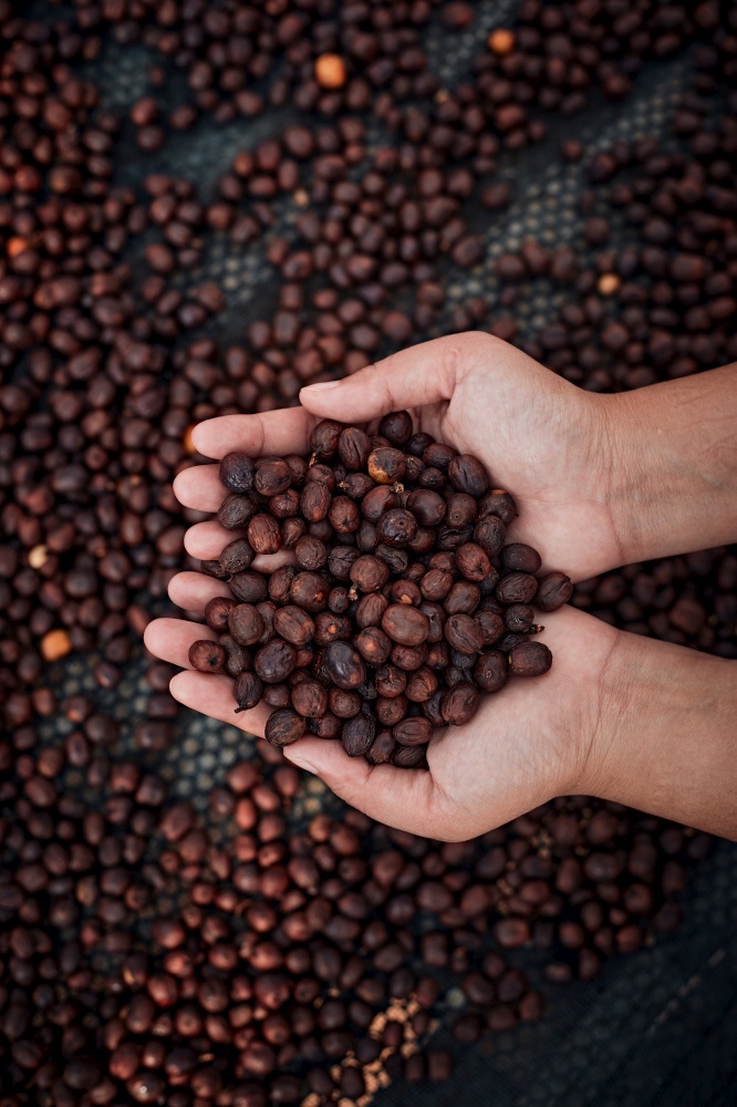 Close up red berries coffee beans on agriculturist hand. . Close up red berries coffee beans