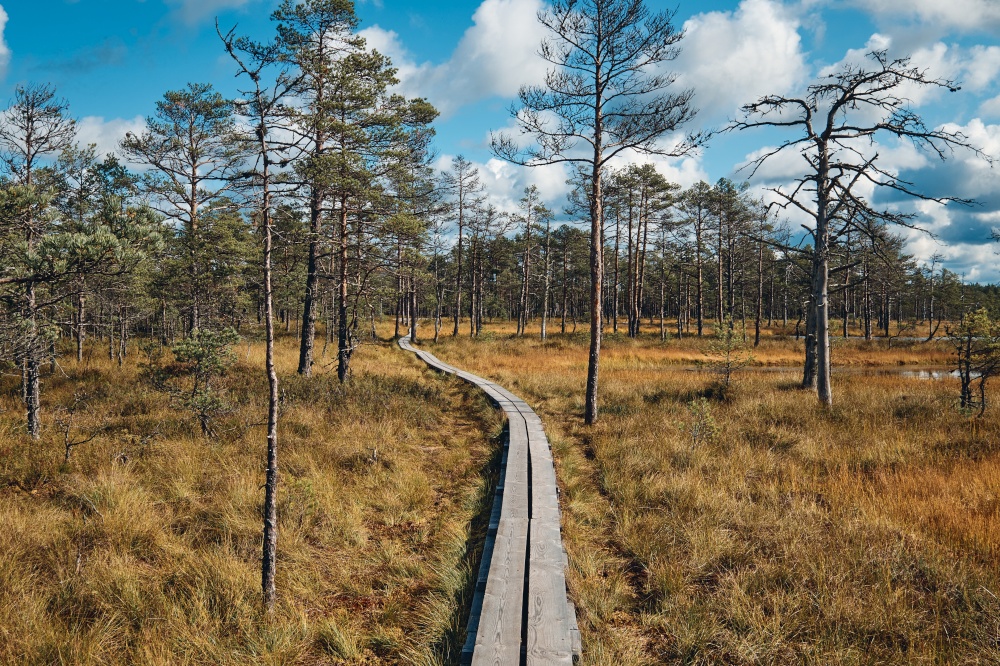 The landscape around walking path of Viru bog, one of the most accessible bogs in Estonia, Located in Lahemaa National Park