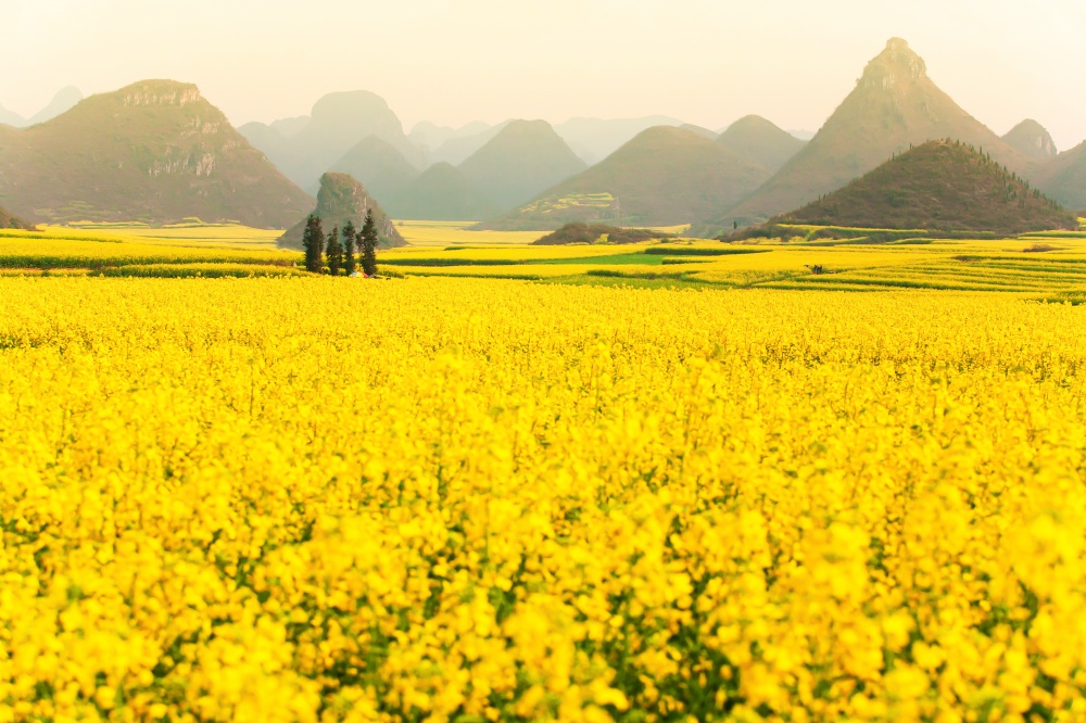 Colorful scenery of mustard fields on springtime, blooming yellow mustard flowers in the valley at sunrise, bright and beautiful mustard flowers are in full bloom. Yunnan, China. Selective focus.