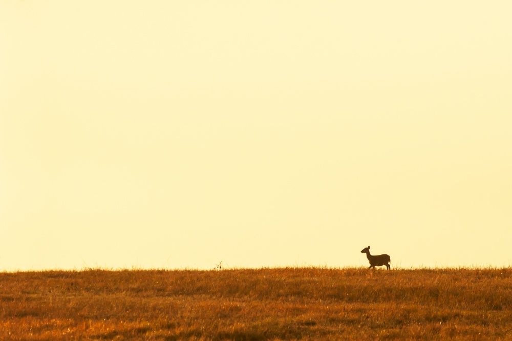 A female Hog deer walking in the grassland at dusk, beautiful sunset sky backgrounds. Phukhieo Wildlife Sanctuary, Thailand. Freedom life concept. Selective focus.