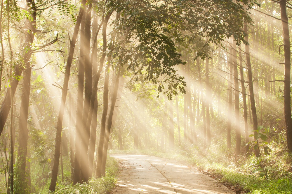 Picturesque concrete road in misty forest, magical sunrise shines through the branches of wild trees on bright misty.