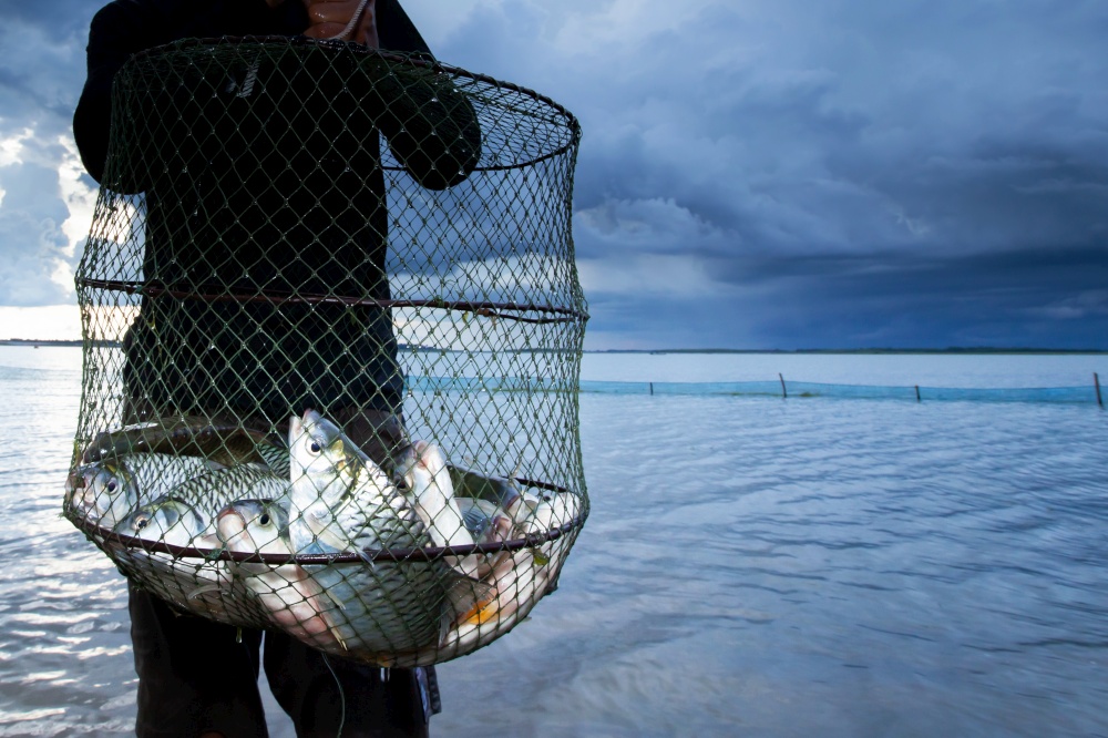 Thai fisherman standing in a lake while holding a shoal of big Common Silver barb in a fish net, storm over the lake background. Food culture concept.