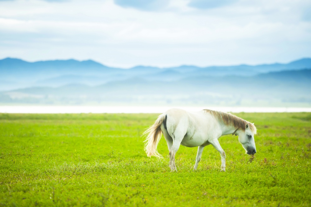 An elegant white horse walking in the green field in springtime, a white horse moves its beauty tail while walking in the field, tropical lake and mountain range in the backgrounds.