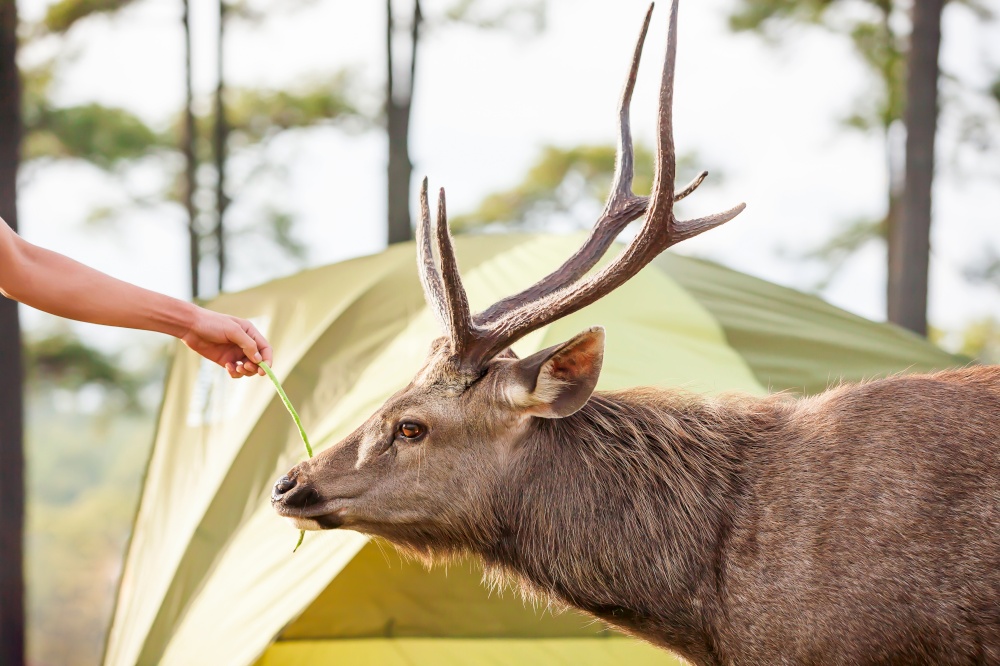Unknown tourist feeding Sambar stag at campsite, tent camping area and pine forest in the backgrounds.