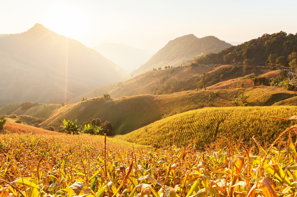 Landscape of corn terraces at sunset, local agriculture in Nan, North Thailand.