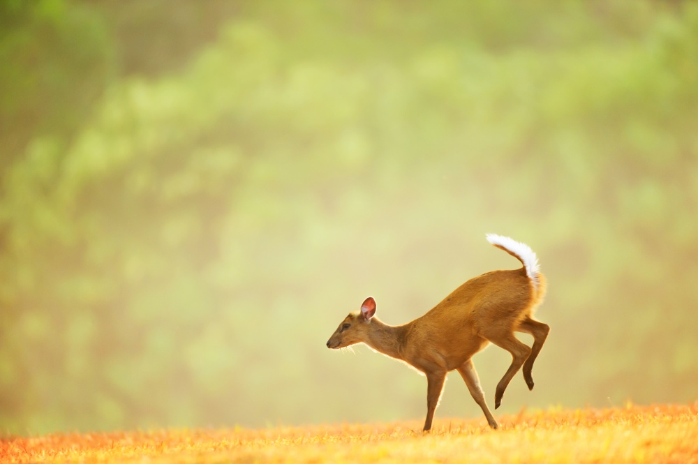 First step of a little fawn on the grassland at sunrise. Khao Yai National Park, Thailand, UNESCO World Heritage Site.