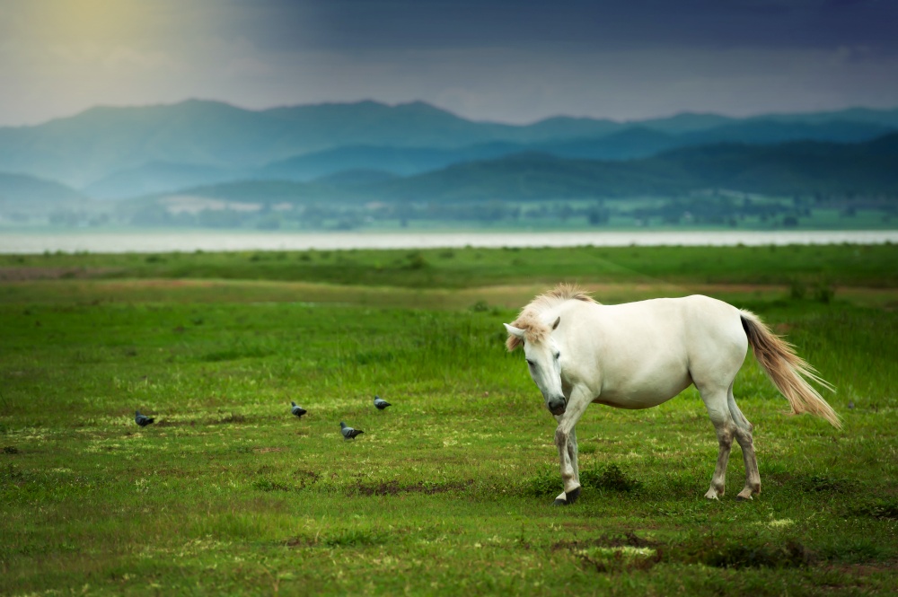 A native white horse relaxing on the green field in summer, a tropical lake and mountains blurred in the backgrounds.