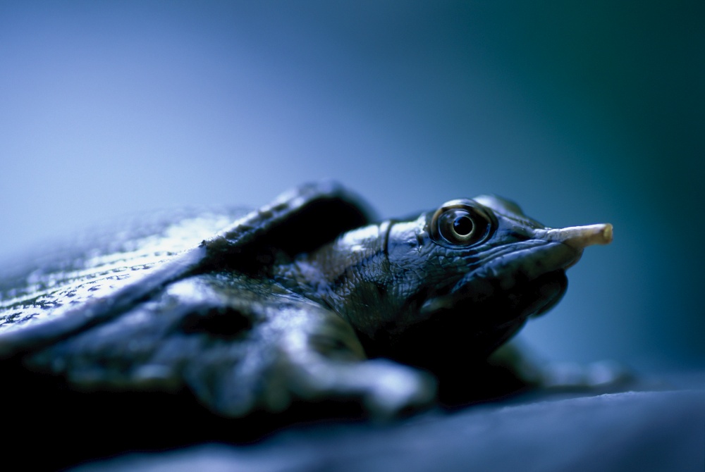 Close-up of a Big-headed turtle (Platysternon megacephalum) on a stream. Selective focus.