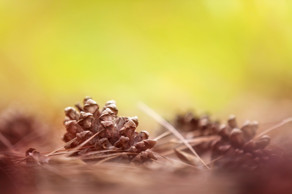 Close-up pine cones with brown pine needles fallen on the ground in the pine forest, blurred green for creative background. Selective focus.