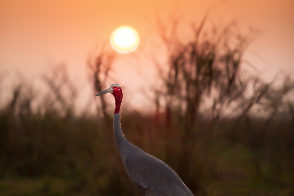 Sarus Crane relaxing on the grassland at sunset. Silhouette. Soft focus on Crane.
