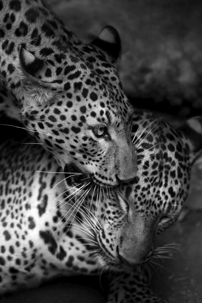 Couple Indochinese leopard grooming in the cave. Monochrome Focus on leopard head.