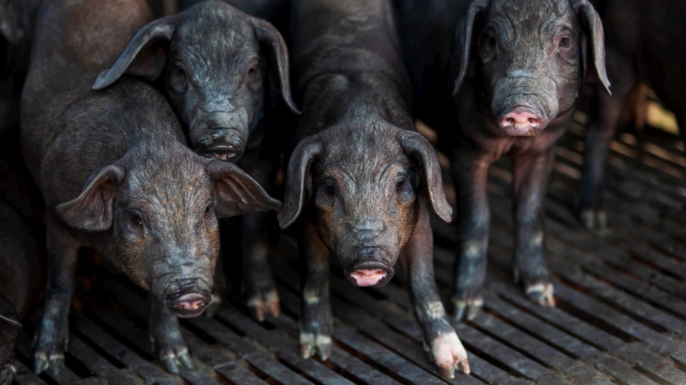 A herd of domestic black piglets stands in a stall. Asian livestock. Black piglets looks at the camera. Close-up. Selective focus.