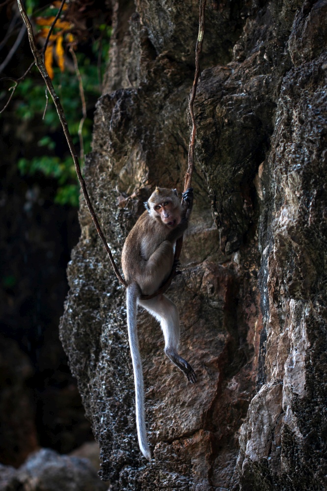 A crab-eating macaque playing and swinging on a vine swing in a mangrove forest. Close-up.