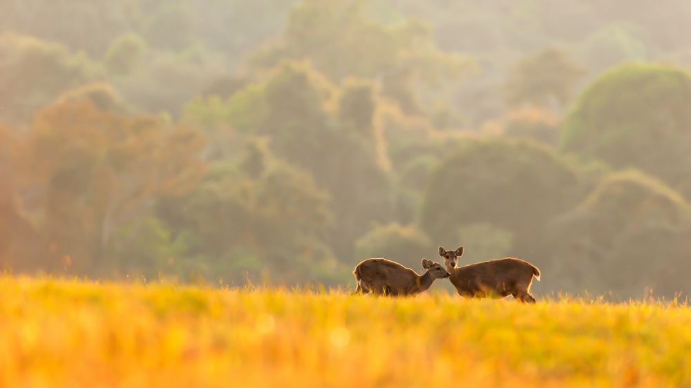 Mother hog deer and fawn graze on green grassland at sunrise. Evergreen forest blurred in the background. Phu Khieo Wildlife Sanctuary, Thailand. Selective focus.