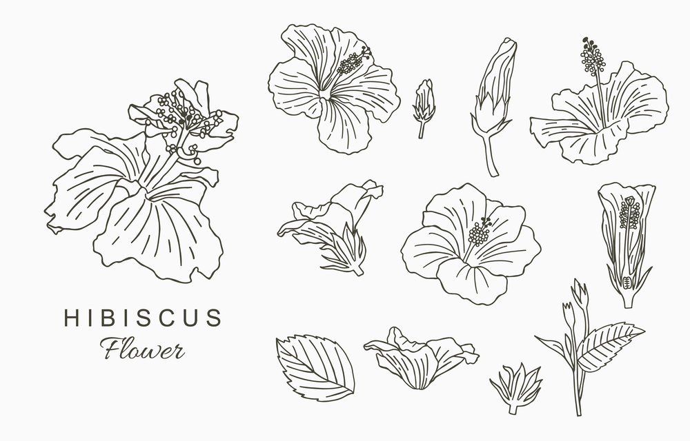 Line flower collection with hibiscus.Vector illustration for icon,sticker,printable and tattoo