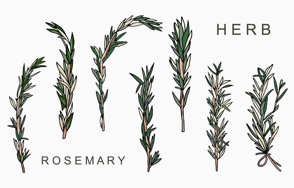 Line herbal collection with rosemary.Vector illustration for icon,sticker,printable and tattoo