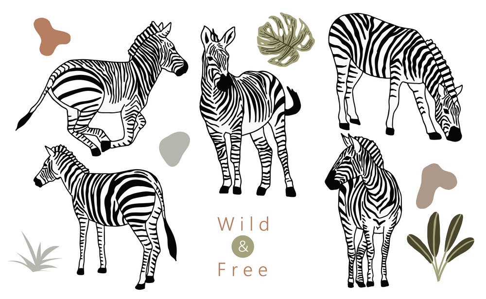 animal object collection with zebra.Vector illustration for icon,sticker,printable