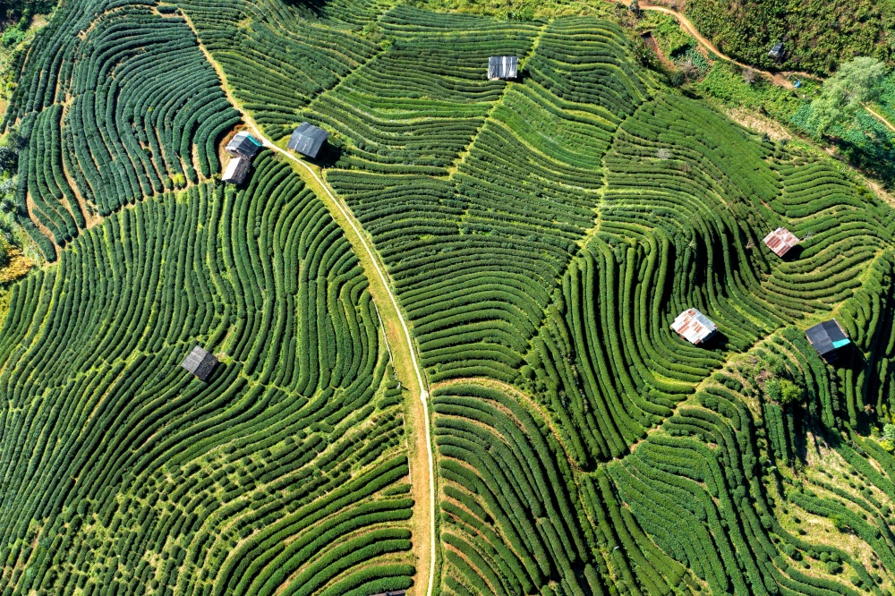 Aerial view of tea plantation in Chiang mai, Thailand.