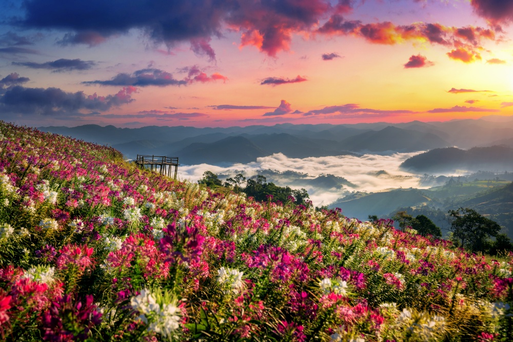 Flowers fields and sunrise viewpoint at Mon Mok Tawan in Tak province, Thailand.
