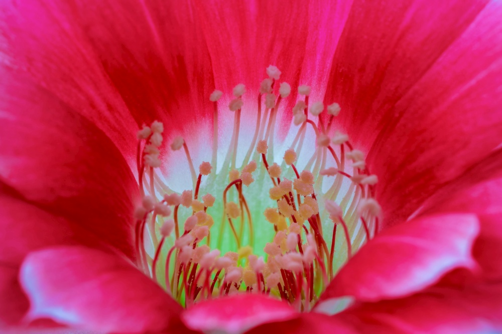 Close up of pink cactus flower.