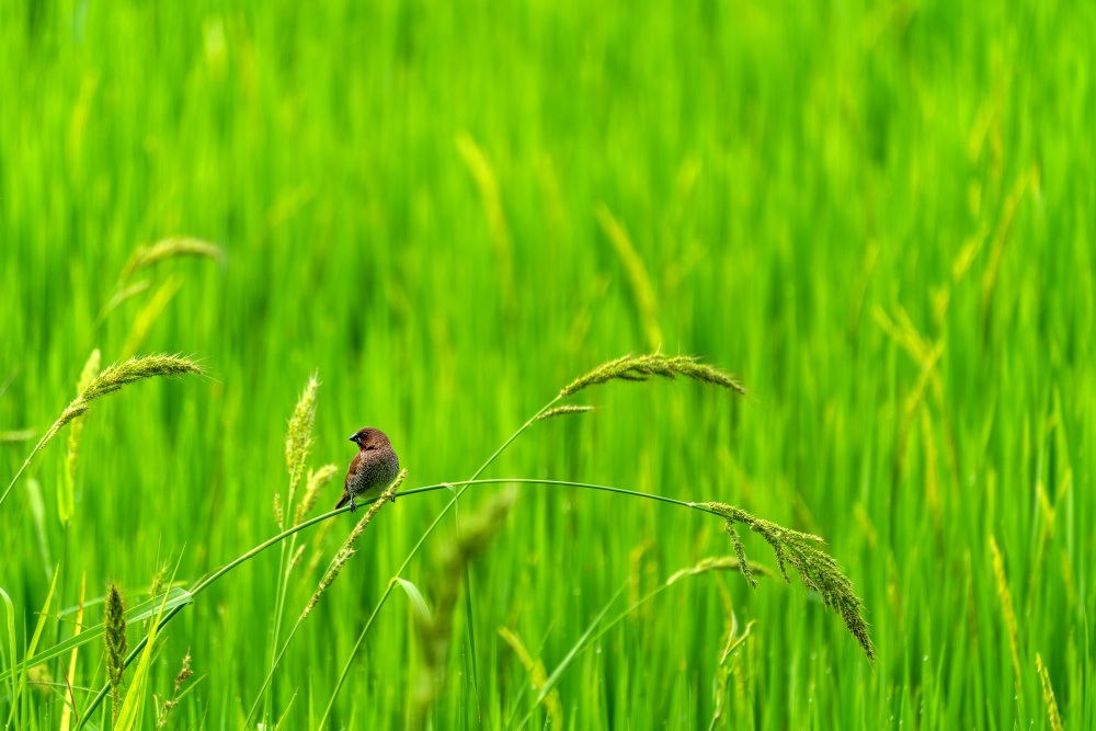 Cute little birds in green rice fields. Nature background.