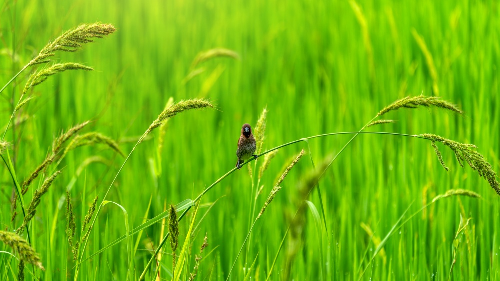 Cute little birds in green rice fields. Nature background.