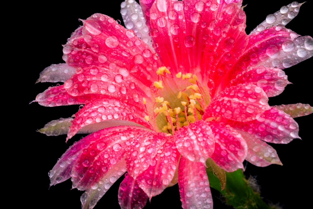 Close up of pink cactus flowers, Nature background.